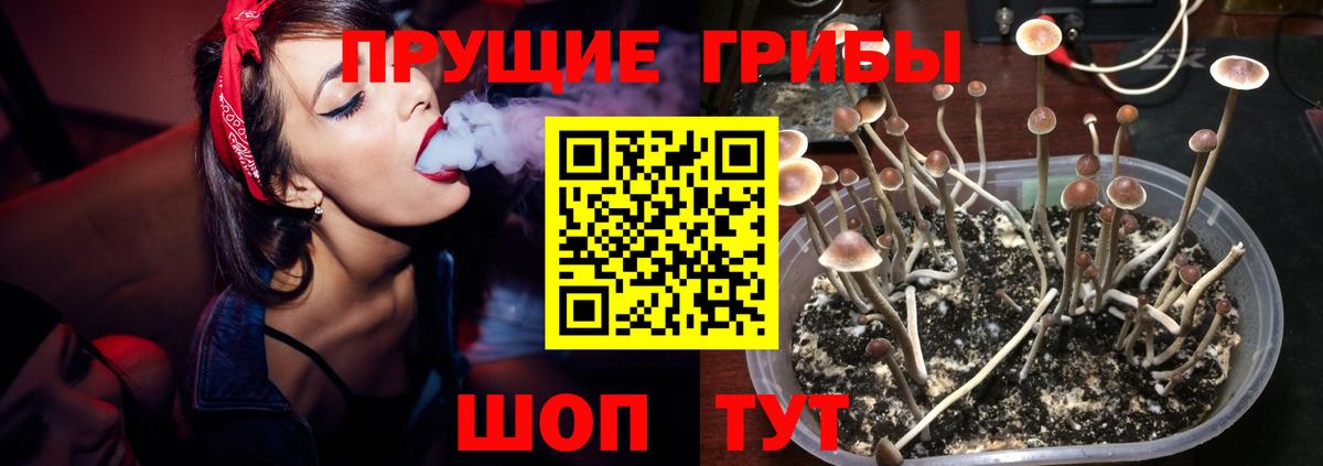 Псилоцибиновые грибы прущие грибы  Вход с VPN  Ипатово  Галлюциногенные грибы Psilocybine cubensis 